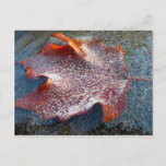 Frozen Red Maple Leaf Late Autumn Nature Postcard