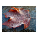 Frozen Red Maple Leaf Late Autumn Nature Postcard