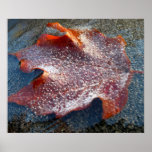 Frozen Red Maple Leaf Late Autumn Nature Poster