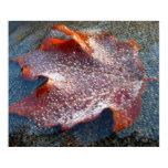 Frozen Red Maple Leaf Late Autumn Nature Poster