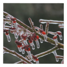 Frozen Shrub