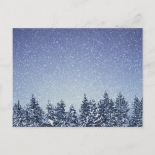 Frozen Snow Winter Forest Scene Postcard