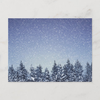 Frozen Snow Winter Forest Scene Postcard