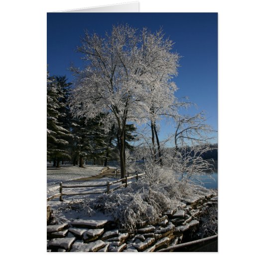 Frozen Tree Cards (Front)
