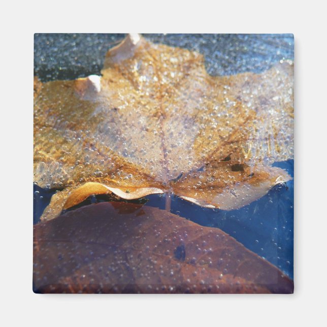 Frozen Yellow Maple Leaf Autumn Nature Magnet (Front)