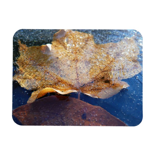 Frozen Yellow Maple Leaf Autumn Nature Magnet (Horizontal)