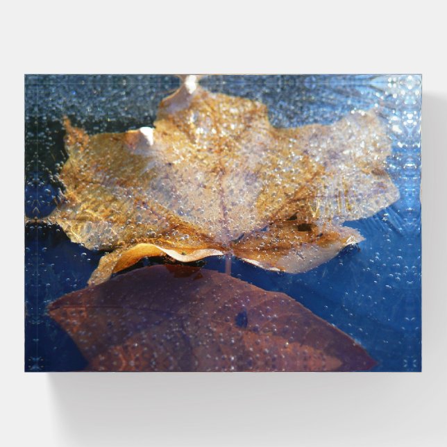 Frozen Yellow Maple Leaf Autumn Nature Paperweight (Front)