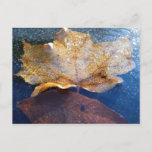 Frozen Yellow Maple Leaf Autumn Nature Postcard
