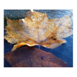 Frozen Yellow Maple Leaf Poster