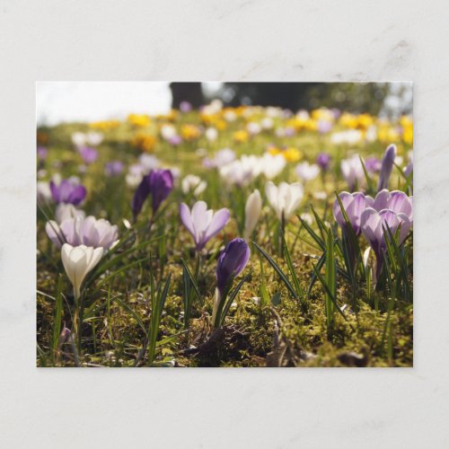 Frhlings Wiese mit Krokus im Gegenlicht Postcard