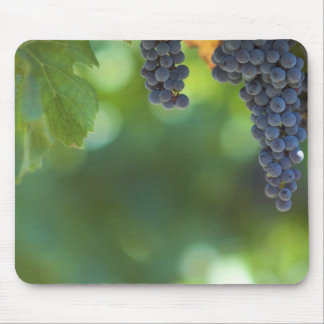 Fruit and Food Mousepad 15