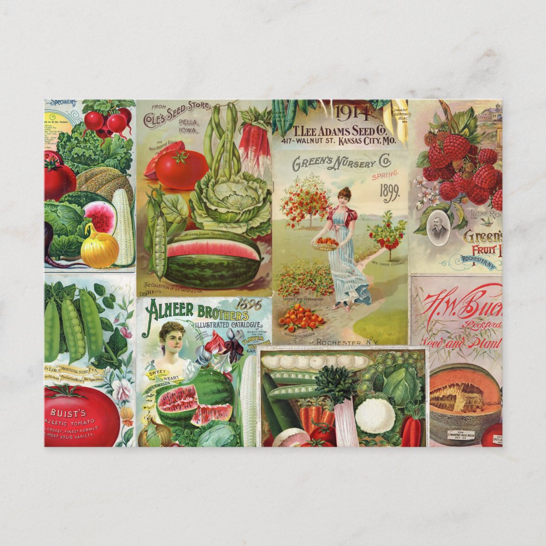 Fruit and Veggies Seed Catalog Collage Postcard Zazzle