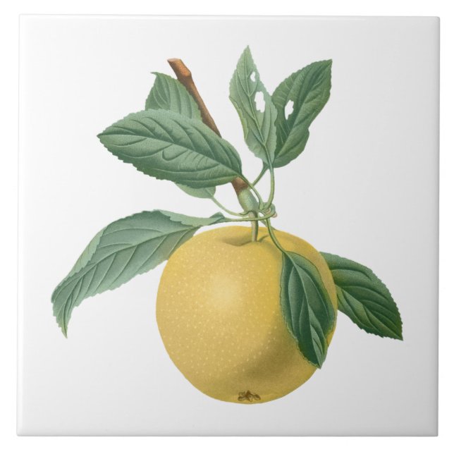 Fruit Apple Botanical Illustration Ceramic Tile (Front)