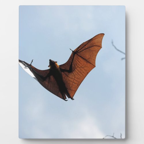 Fruit bat flying fox plaque