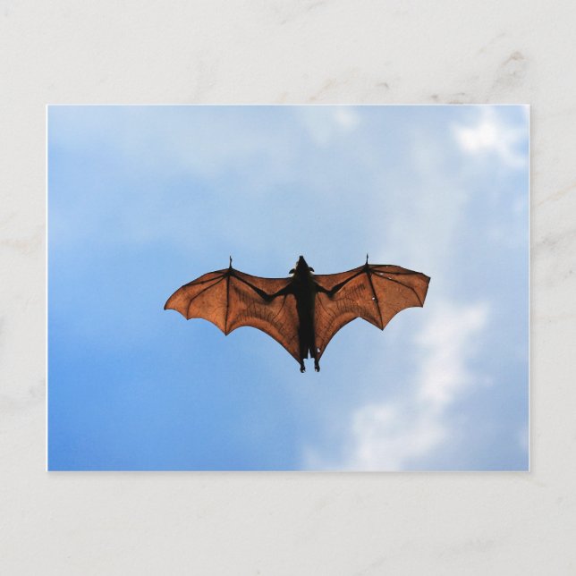 Fruit bat postcard (Front)