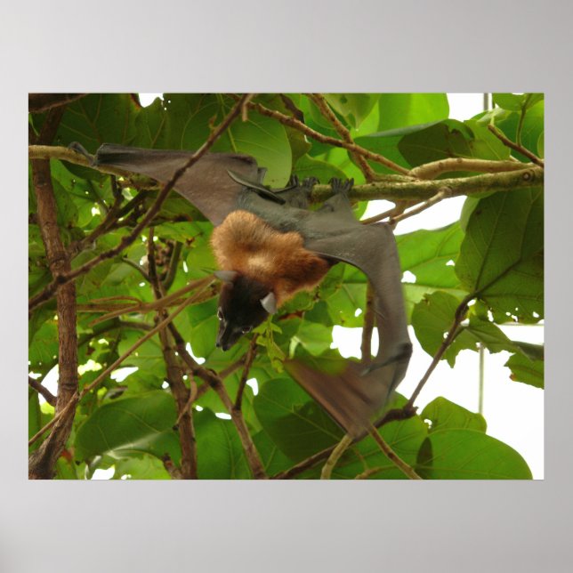 Fruit Bat Poster (Front)