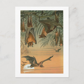 Fruit Bats Postcard