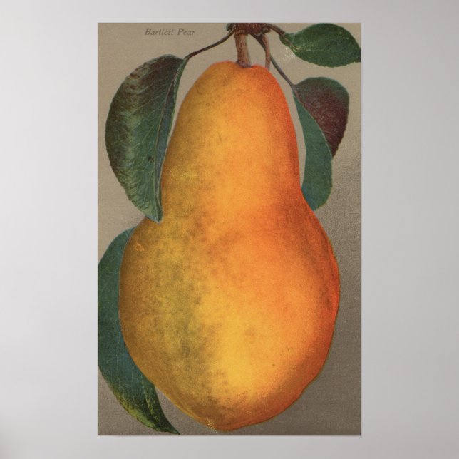 Fruit Chromo Lithograph of Bartlett Pear Poster (Front)