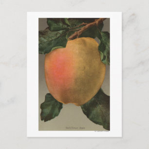 Fruit Chromo Lithograph of Belleflower Apple Postcard