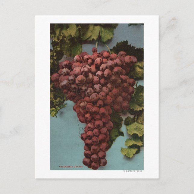 Fruit Chromo Lithograph of California Grapes Postcard (Front)