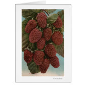 Fruit Chromo Lithograph of LoganberriesState (Front)