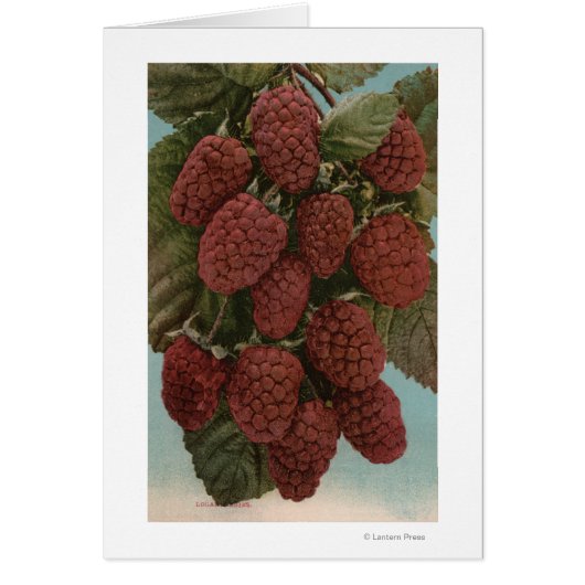 Fruit Chromo Lithograph of LoganberriesState Cards (Front)