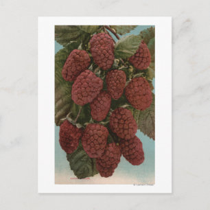 Fruit Chromo Lithograph of LoganberriesState Postcard
