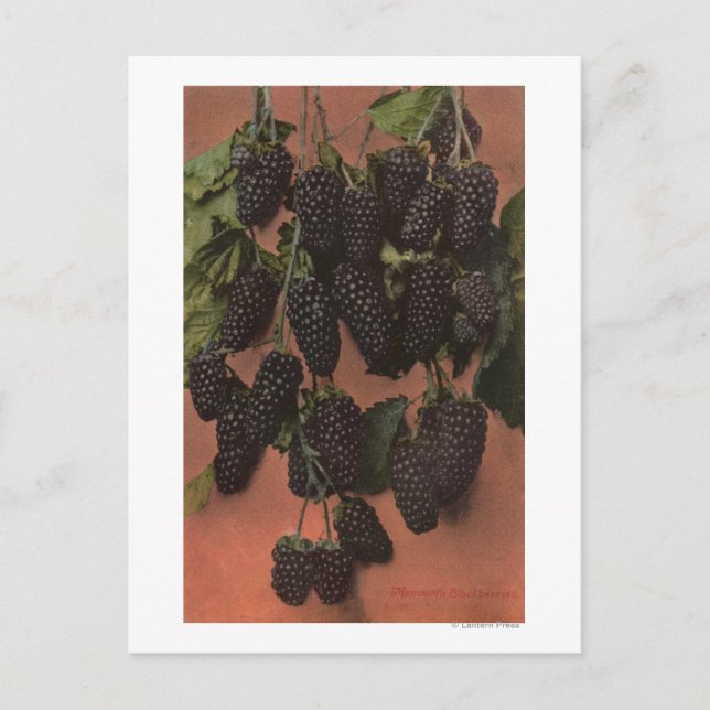 Fruit Chromo Lithograph of Mammoth Postcard (Front)