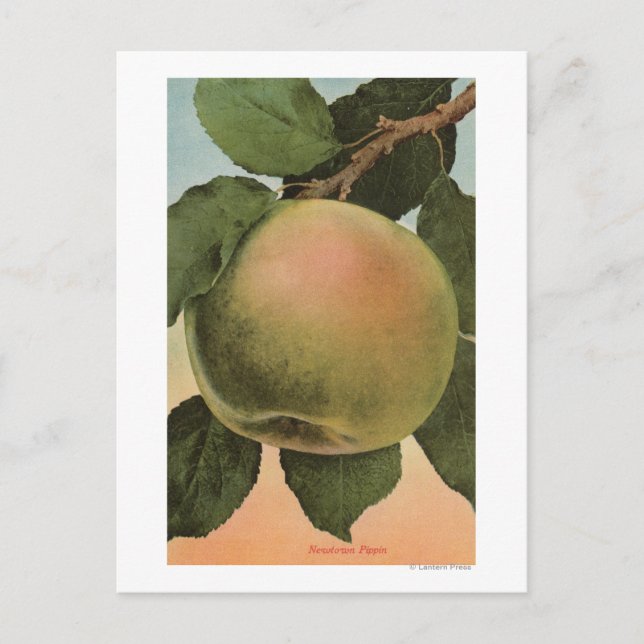 Fruit Chromo Lithograph of Newtown Pippen Postcard (Front)