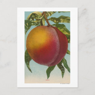 Fruit Chromo Lithograph of PeachFruitState Postcard