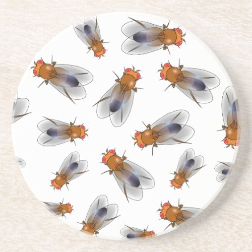 Fruit fly _ Drosophila melanogaster Coaster