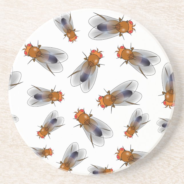 Fruit fly - Drosophila melanogaster Coaster (Front)