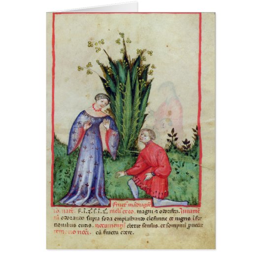 Fruit of Mandrake, from' Tacuinum Sanitatis' Cards (Front)