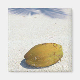 Fruit of Palm Magnet