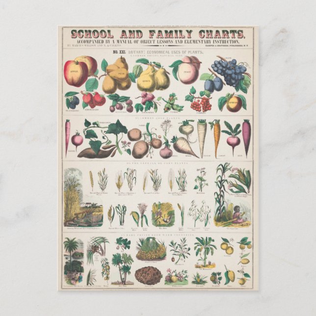 Fruit Plant Vintage Botanical Postcard (Front)