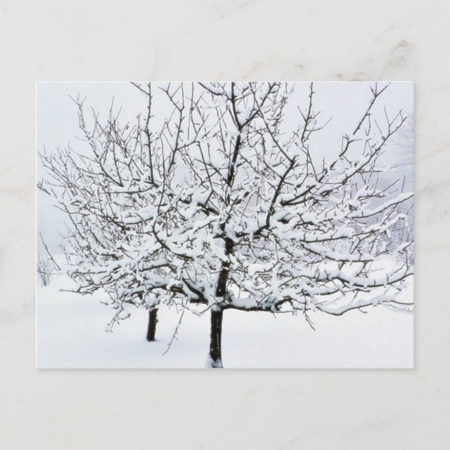 Fruit Tree In Winter Clothing Postcard (Front)