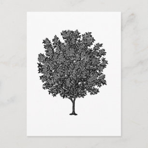 Fruit Tree Postcard