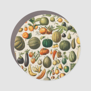 Fruit Vegetable Botanical Scientific Illustration Car Magnet