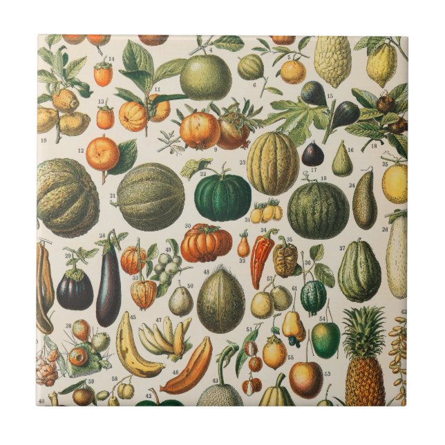 Fruit Vegetable Botanical Scientific Illustration Ceramic Tile (Front)