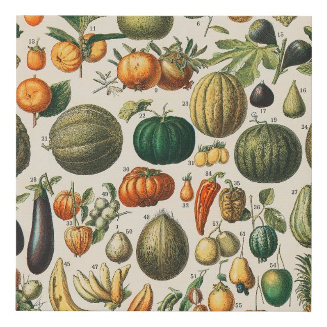 Fruit Vegetable Botanical Scientific Illustration Faux Canvas Print (Front)