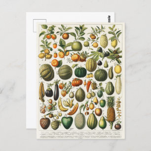 Fruit Vegetable Botanical Scientific Illustration Postcard