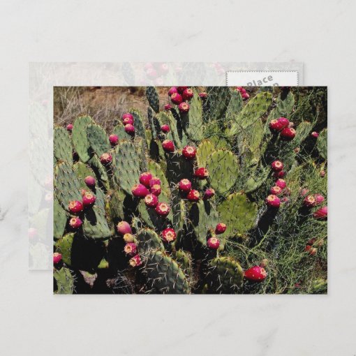 Fruited prickly pear cactus, Sonoran Desert Postcard | Zazzle