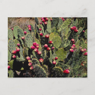 Fruited prickly pear cactus, Sonoran Desert Postcard