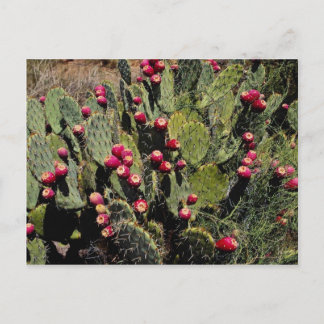 Fruited prickly pear cactus, Sonoran Desert Postcard