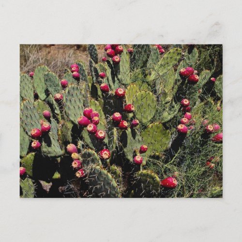 Fruited prickly pear cactus Sonoran Desert Postcard