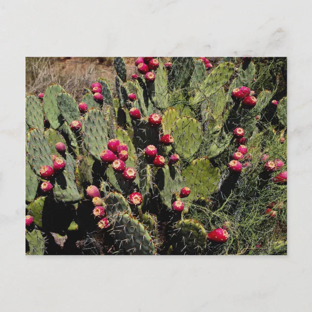 Fruited prickly pear cactus, Sonoran Desert Postcard | Zazzle