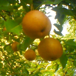 Fruitful Pear Blooms Lip Balm
