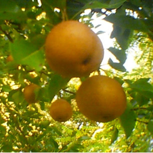 Fruitful Pear Blooms Lip Balm
