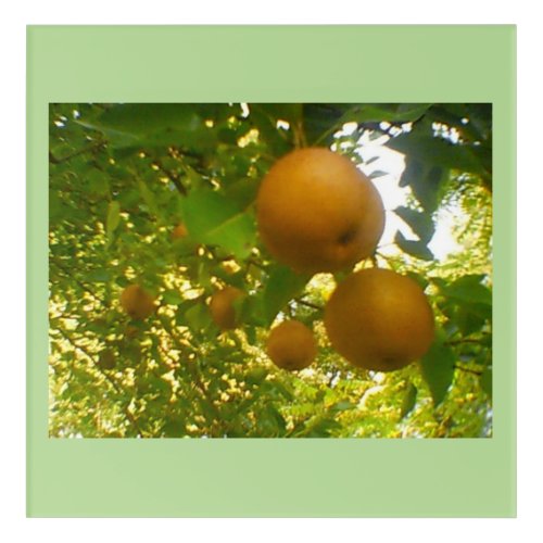 Fruitful Pear Harvest Acrylic Print