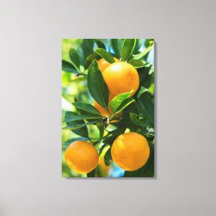 Fruiting Orange Tree Canvas Print